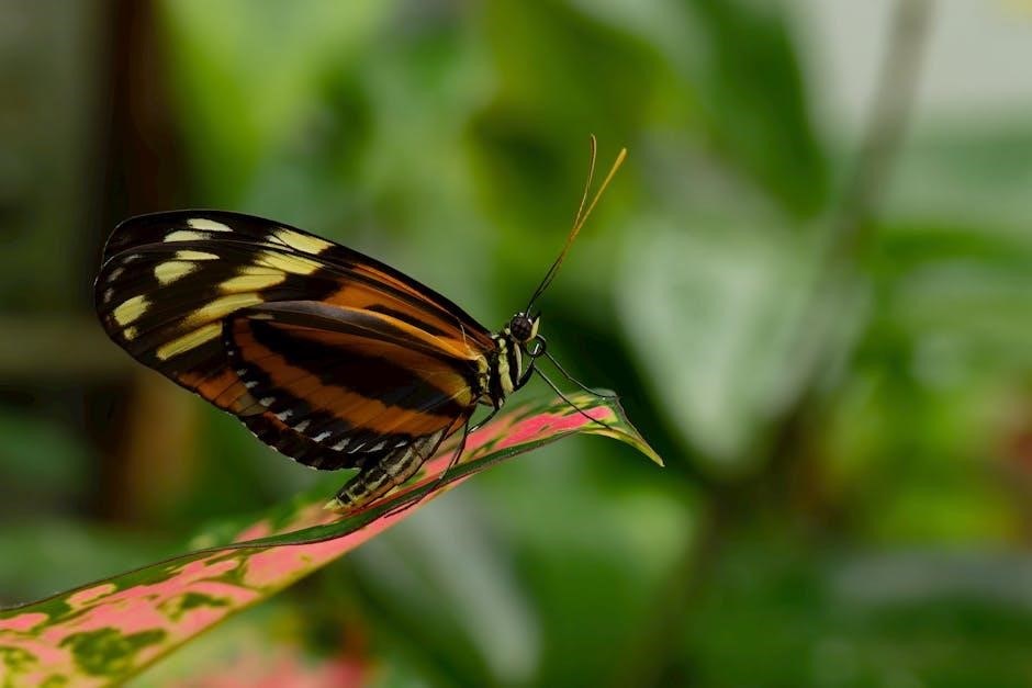 butterfly garden instructions